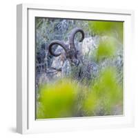 Iberian ibex amongst scrub, Granada, Andalusia, Spain-Juan Carlos Munoz-Framed Photographic Print