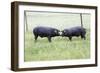 Iberian Pig 2 on Meadow-null-Framed Photographic Print