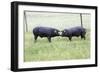 Iberian Pig 2 on Meadow-null-Framed Photographic Print