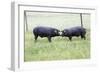 Iberian Pig 2 on Meadow-null-Framed Photographic Print