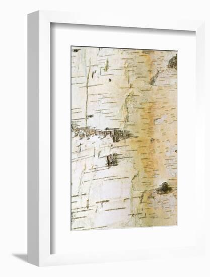 Iberian White Birch (Betula celtiberica) close-up of bark-Krystyna Szulecka-Framed Photographic Print