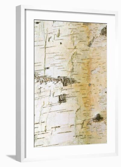 Iberian White Birch (Betula celtiberica) close-up of bark-Krystyna Szulecka-Framed Photographic Print