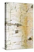 Iberian White Birch (Betula celtiberica) close-up of bark-Krystyna Szulecka-Stretched Canvas