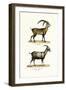 Ibex, 1824-Karl Joseph Brodtmann-Framed Giclee Print