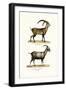 Ibex, 1824-Karl Joseph Brodtmann-Framed Giclee Print