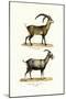 Ibex, 1824-Karl Joseph Brodtmann-Mounted Giclee Print