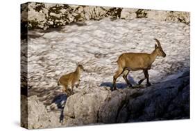 Ibex (Capra Ibex) Female with Young Running to Keep Up, Triglav Np, Julian Alps, Slovenia, July-Zupanc-Stretched Canvas