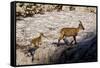 Ibex (Capra Ibex) Female with Young Running to Keep Up, Triglav Np, Julian Alps, Slovenia, July-Zupanc-Framed Stretched Canvas