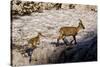 Ibex (Capra Ibex) Female with Young Running to Keep Up, Triglav Np, Julian Alps, Slovenia, July-Zupanc-Stretched Canvas