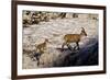 Ibex (Capra Ibex) Female with Young Running to Keep Up, Triglav Np, Julian Alps, Slovenia, July-Zupanc-Framed Photographic Print