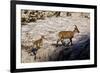 Ibex (Capra Ibex) Female with Young Running to Keep Up, Triglav Np, Julian Alps, Slovenia, July-Zupanc-Framed Photographic Print