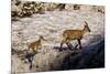 Ibex (Capra Ibex) Female with Young Running to Keep Up, Triglav Np, Julian Alps, Slovenia, July-Zupanc-Mounted Photographic Print