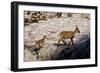 Ibex (Capra Ibex) Female with Young Running to Keep Up, Triglav Np, Julian Alps, Slovenia, July-Zupanc-Framed Photographic Print