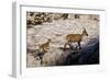 Ibex (Capra Ibex) Female with Young Running to Keep Up, Triglav Np, Julian Alps, Slovenia, July-Zupanc-Framed Photographic Print