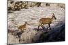 Ibex (Capra Ibex) Female with Young Running to Keep Up, Triglav Np, Julian Alps, Slovenia, July-Zupanc-Mounted Photographic Print