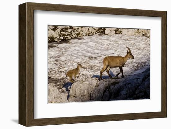 Ibex (Capra Ibex) Female with Young Running to Keep Up, Triglav Np, Julian Alps, Slovenia, July-Zupanc-Framed Photographic Print