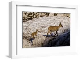 Ibex (Capra Ibex) Female with Young Running to Keep Up, Triglav Np, Julian Alps, Slovenia, July-Zupanc-Framed Photographic Print