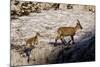 Ibex (Capra Ibex) Female with Young Running to Keep Up, Triglav Np, Julian Alps, Slovenia, July-Zupanc-Mounted Photographic Print