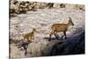 Ibex (Capra Ibex) Female with Young Running to Keep Up, Triglav Np, Julian Alps, Slovenia, July-Zupanc-Stretched Canvas