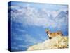 Ibex (Capra Ibex), on Lower Slopes of Mont Blanc, Chamonix, French Alps, France, Europe-Christian Kober-Stretched Canvas
