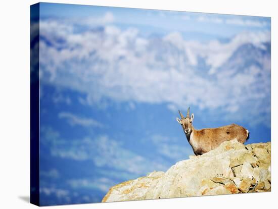 Ibex (Capra Ibex), on Lower Slopes of Mont Blanc, Chamonix, French Alps, France, Europe-Christian Kober-Stretched Canvas