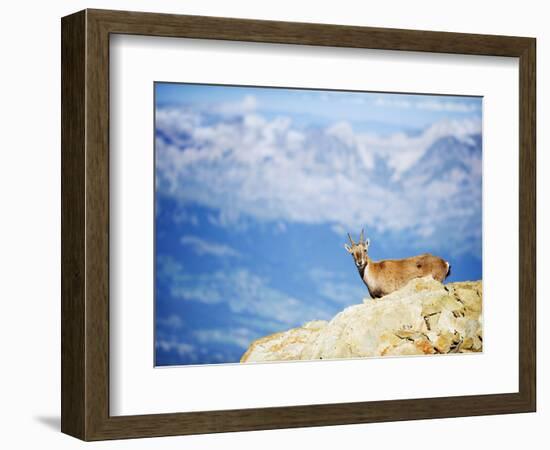 Ibex (Capra Ibex), on Lower Slopes of Mont Blanc, Chamonix, French Alps, France, Europe-Christian Kober-Framed Photographic Print