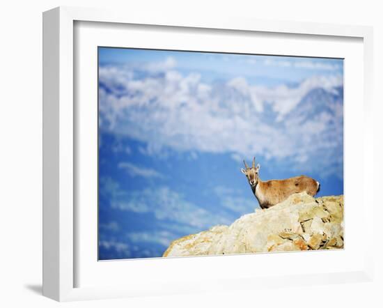Ibex (Capra Ibex), on Lower Slopes of Mont Blanc, Chamonix, French Alps, France, Europe-Christian Kober-Framed Photographic Print
