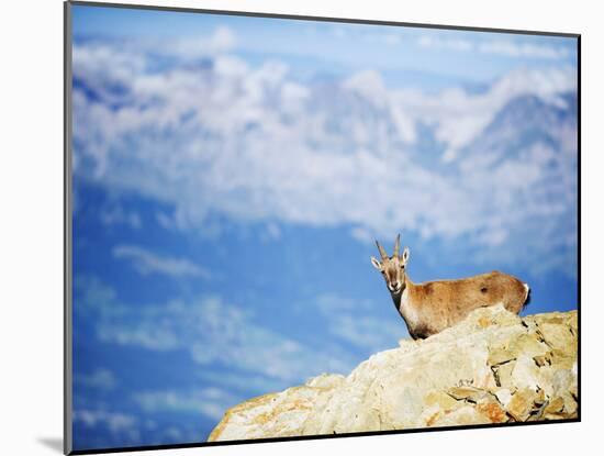 Ibex (Capra Ibex), on Lower Slopes of Mont Blanc, Chamonix, French Alps, France, Europe-Christian Kober-Mounted Photographic Print