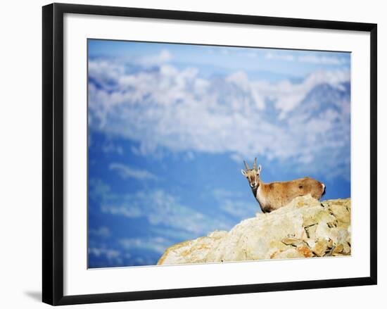 Ibex (Capra Ibex), on Lower Slopes of Mont Blanc, Chamonix, French Alps, France, Europe-Christian Kober-Framed Photographic Print