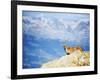 Ibex (Capra Ibex), on Lower Slopes of Mont Blanc, Chamonix, French Alps, France, Europe-Christian Kober-Framed Photographic Print