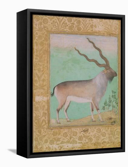 Ibex, Mughal-null-Framed Stretched Canvas