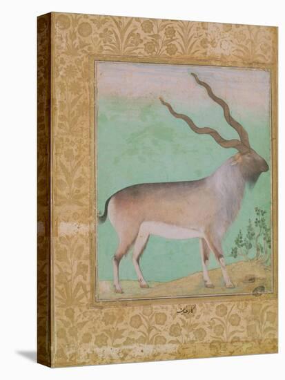 Ibex, Mughal-null-Stretched Canvas