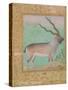 Ibex, Mughal-null-Stretched Canvas