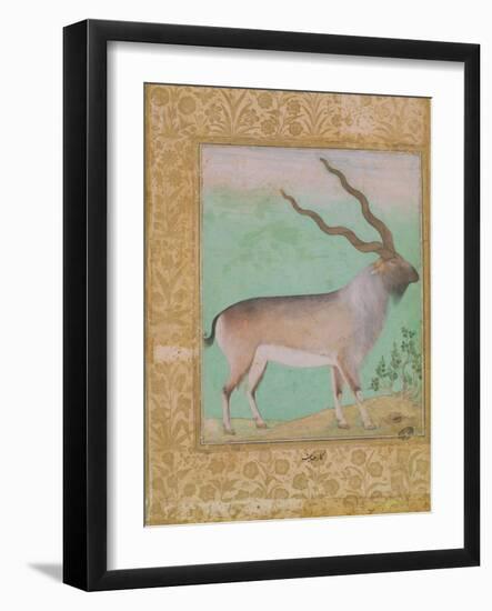 Ibex, Mughal-null-Framed Giclee Print