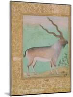 Ibex, Mughal-null-Mounted Giclee Print