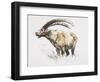 Ibex, Noasca-Mark Adlington-Framed Giclee Print
