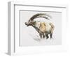 Ibex, Noasca-Mark Adlington-Framed Giclee Print