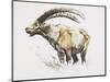 Ibex, Noasca-Mark Adlington-Mounted Giclee Print