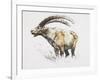 Ibex, Noasca-Mark Adlington-Framed Giclee Print