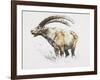 Ibex, Noasca-Mark Adlington-Framed Giclee Print