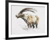 Ibex, Noasca-Mark Adlington-Framed Giclee Print