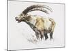 Ibex, Noasca-Mark Adlington-Mounted Giclee Print