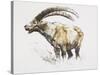 Ibex, Noasca-Mark Adlington-Stretched Canvas