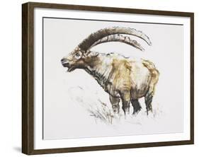 Ibex, Noasca-Mark Adlington-Framed Giclee Print