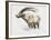 Ibex, Noasca-Mark Adlington-Framed Giclee Print