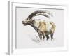 Ibex, Noasca-Mark Adlington-Framed Giclee Print