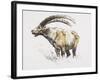 Ibex, Noasca-Mark Adlington-Framed Giclee Print