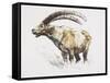 Ibex, Noasca-Mark Adlington-Framed Stretched Canvas