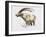 Ibex, Noasca-Mark Adlington-Framed Giclee Print