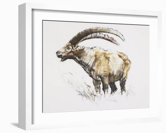 Ibex, Noasca-Mark Adlington-Framed Giclee Print